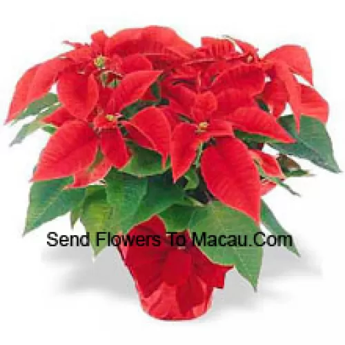 A worldwide holiday tradition! Poinsettias are a thoughtful way to say 'Happy Holidays' and add a long-lasting splash of color to any decor (Please Note That We Reserve The Right To Substitute Any Product With A Suitable Product Of Equal Value In Case Of Non-Availability Of A Certain Product)